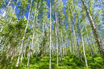 Fototapeta premium Birch trees with white trunks growing in grove on clear day