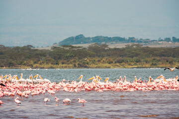 A flock of flamingos at Lake Elementaita against the background of Sleeping Warrior Hill in Soysambu Conservancy in Naivasha, Kenya