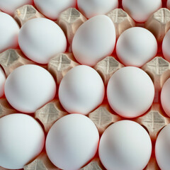 chicken white eggs in a box