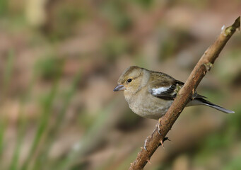 Chaffinch, Fringilla coelebs, perched on a bramble stem