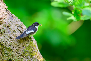Male Pied Flycatcher, Ficedula hypoleuca, perched on a tree trunk with food.