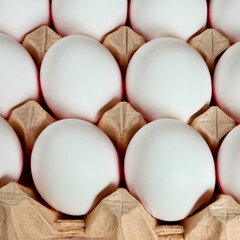 chicken white eggs in a box