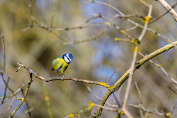 Obraz na płótnie Canvas Blue Tit, Cyanistes Caeruleus, perched on a tree branch against a blurred background. Winter.