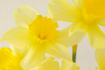 Fototapeta na wymiar Daffodils flowers, buds with yellow petals close-up, selective focus