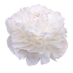 Festiva Maxima peony isolated on white background