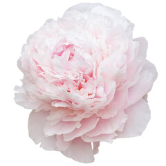 Gentle pink peony isolated white background