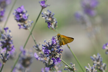 Large Skipper butterfly (Ochlodes sylvanus) perched on lavender plant in Zurich, Switzerland