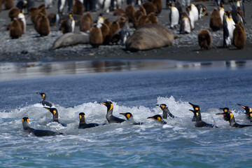 Fototapeta premium King penguins in the water(Aptenodytes patagonicus)