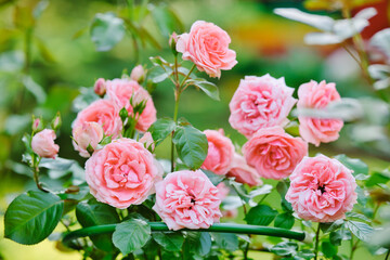 A lot of pink roses on bush closeup in garden. Pink roses bushes blooming