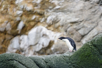 Adelie penguin standing on a rock alone on Danger Islands