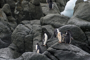 Group of Adelie penguins standing on rocks