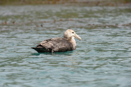 Southern Giant Petrel sitting on water