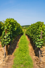 Fototapeta na wymiar Hike through the vineyards around Siefersheim in Rheinhessen - Germany