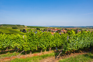 Fototapeta na wymiar Hike through the vineyards around Siefersheim in Rheinhessen - Germany