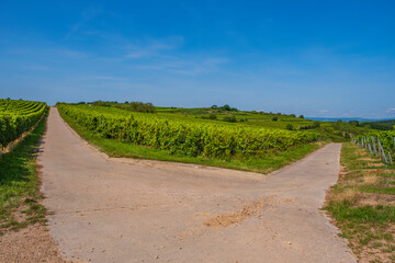 Hike through the vineyards around Siefersheim in Rheinhessen - Germany