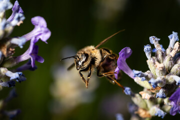 Bee on blooming lavender plant - 619574039