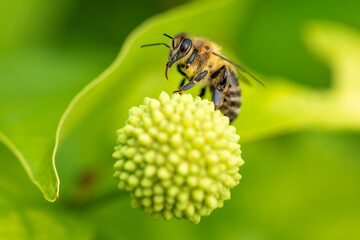 honey bee in the garden