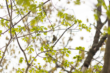 This cute little tufted titmouse was perched in the tree when I took this picture. This cute bird was trying to hide, but stood out. I love his little cute grey body and the tiny mohawk.