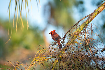 Northern cardinal bird Cardinalis cardinalis perched on a tree branch eating wild berries