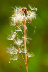 close up of dandelion seeds