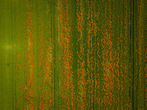 Aerial view Panoramic colorful flowering meadow with red pink poppy flowers, blue cornflowers, yellow daisies. Wild summer flowers field. Summer landscape background with beautiful flowers. Copy space
