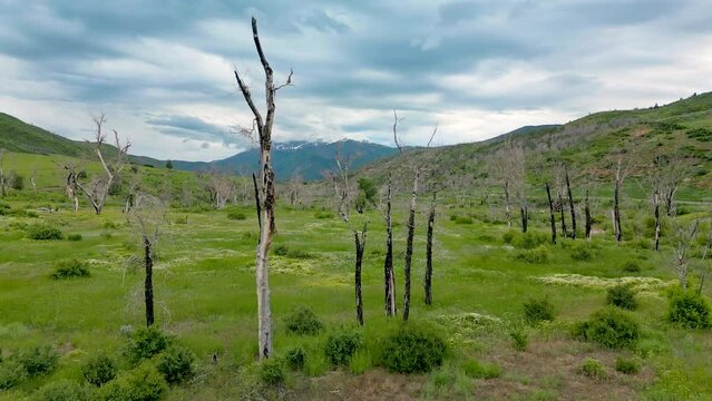 View of green plants growing where a wildfire burned down in Utah years after the plants have had time to regrow in Diamond Fork Canyon, Utah.