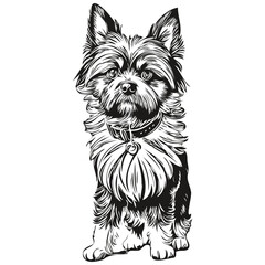 Affenpinscher dog black drawing vector, isolated face painting sketch line illustration