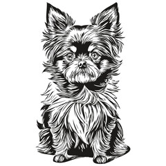 Affenpinscher dog line illustration, black and white ink sketch face portrait in vector sketch drawing