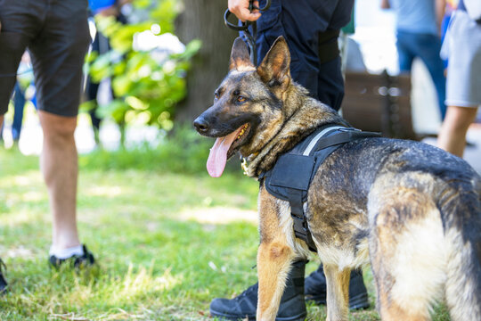 Police officer in uniform on duty with a K9 canine German shepherd police dog