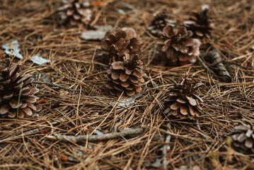 Several pine cones fallen on the ground in the forest in summer day. Detailed Background. Desktop wallpaper. Close-up