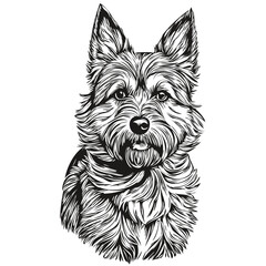 Border Terrier dog vector face drawing portrait, sketch vintage style transparent background