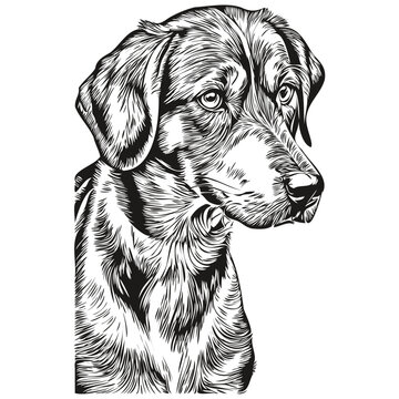 Bluetick Coonhound dog pet sketch illustration, black and white engraving vector realistic breed pet