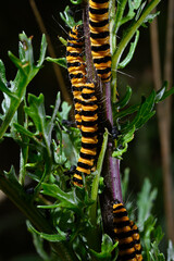 Raupe des Jakobskrautbär // Caterpillar of the Cinnabar moth (Tyria jacobaeae)