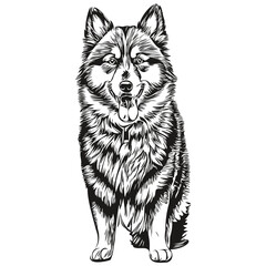 Finnish Lapphund dog face vector portrait, funny outline pet illustration white background