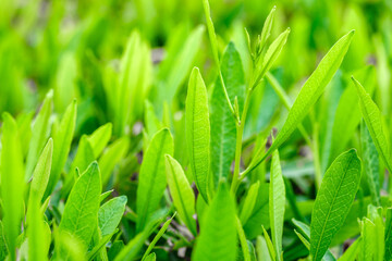 Leaves of the shrub green close-up, selective focus