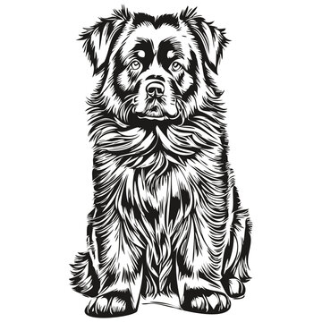 recommend clip art: Newfoundland dog hand drawn logo drawing black and white line art pets illustration