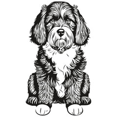 Portuguese Water dog pencil hand drawing vector, outline illustration pet face logo black and white sketch drawing