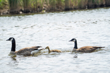 Goose with baby goose in the water swimming 