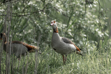 Canadian goose bird water animal