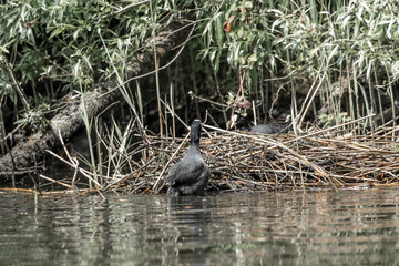 coot bird with their nest