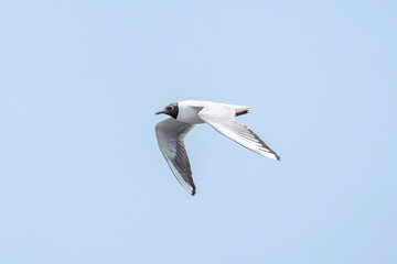 Seagull flying in the sky with black head