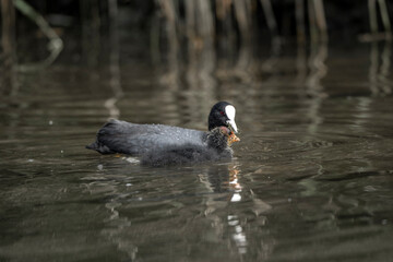 coot bird with baby swimming in the water