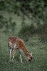 fallow deer in nature area peaceful