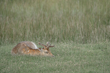 fallow deer in nature area peaceful sleeping lazy cute