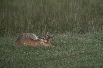 fallow deer in nature area peaceful
