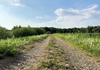Obraz premium Way to forest, rural path, countryside, country landscape, nature in summer