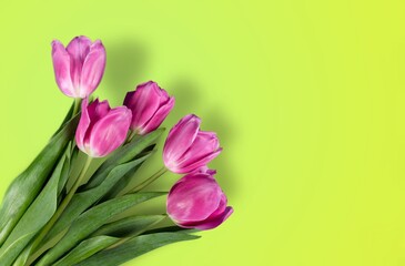 Mother's Day. Fresh colored  tulips flowers
