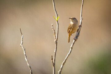 bird on a branch