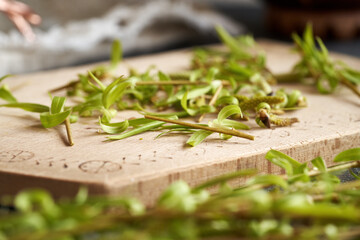 Willow bark and buds on a table - ingredient for gemmotherapy tincture