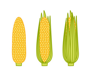 Corn, ear of corn with leaves. Set. Cartoon vector